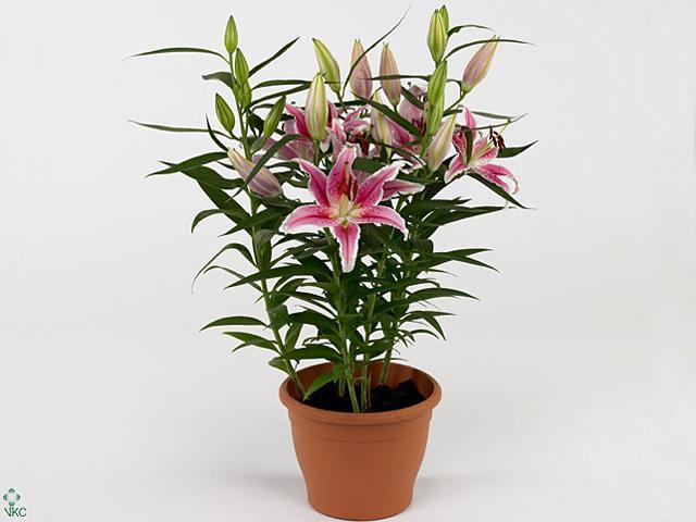 Lilium or Roselily Mara Double
