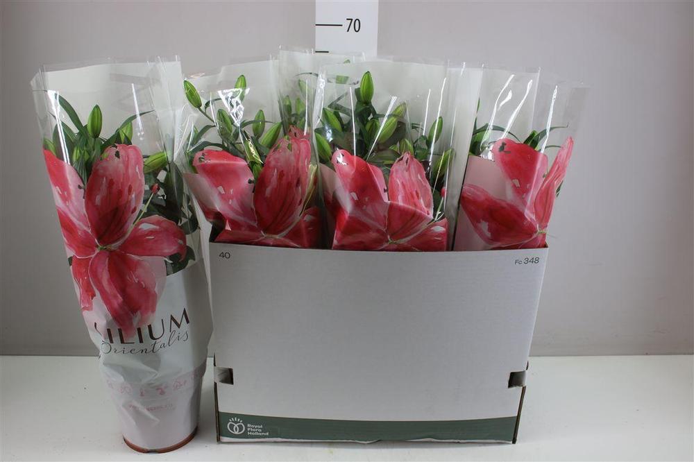 Lilium or Roselily Mara Double