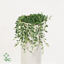 Senecio rowleyanus