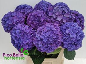 Hydrangea royal anastasia