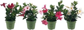 Mandevilla mix