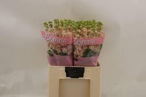 Matthiola milla salmon