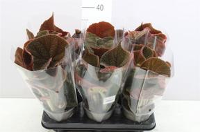 Begonia masoniana Iron Cross