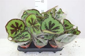 Begonia masoniana Iron Cross