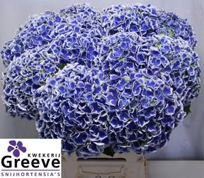 Hydrangea beau dali