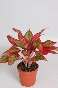 Aglaonema Crete Flame