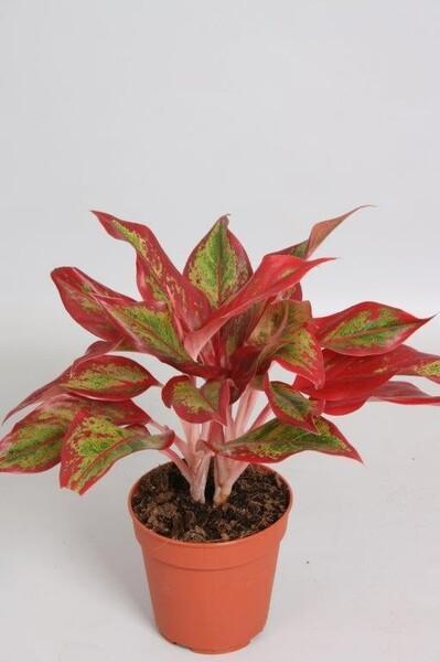 Aglaonema Crete Flame