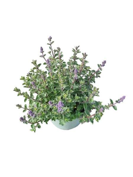 Nepeta faassenii
