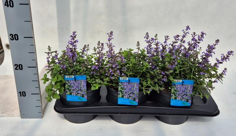 Nepeta faassenii