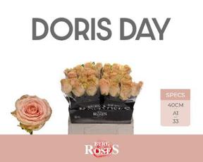 Rosa gr doris day
