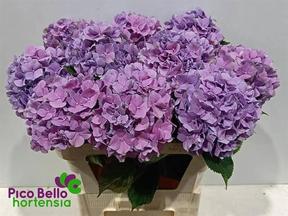 Hydrangea royal benefit milka