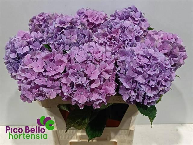 Hydrangea royal benefit milka