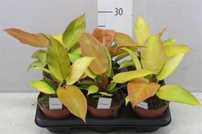 Philodendron Prince of Orange