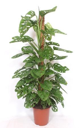 Monstera obliqua Monkey Mask