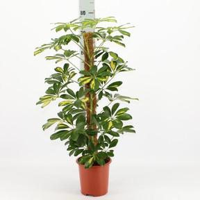 Schefflera arb. Gold Capella