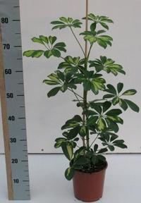 Schefflera arb. Gold Capella