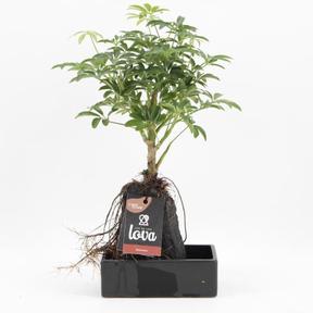 Schefflera arb. Gold Capella