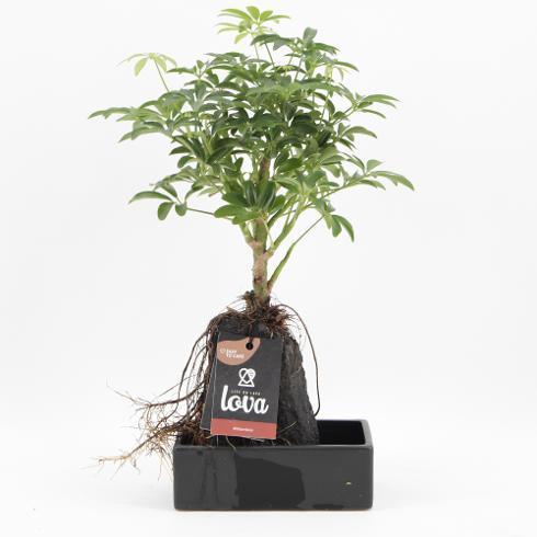 Schefflera arb. Gold Capella