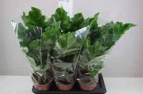 Alocasia Low Rider