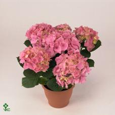 Hydrangea Sweet Campio 3+