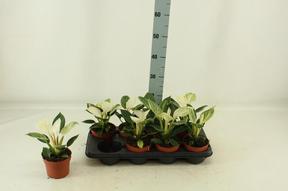 Philodendron White Princess