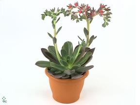 Echeveria Pelucida