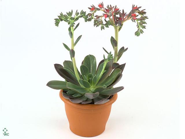 Echeveria Pelucida