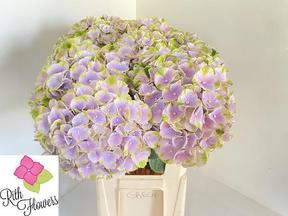Hydrangea mag pink cloud blue