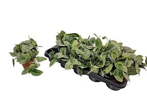 Scindapsus pictus Silvery Ann