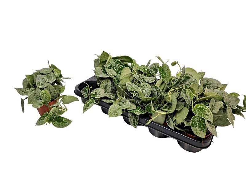 Scindapsus pictus Silvery Ann