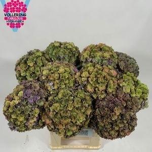 Hydrangea royal anastasia classic
