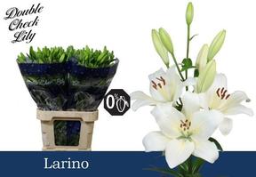 Lilium la larino