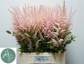 Astilbe earth light pink