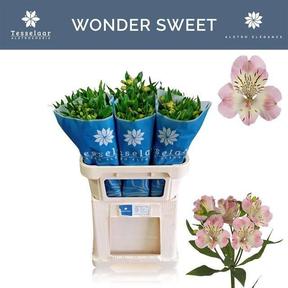 Alstro wonder sweet pink