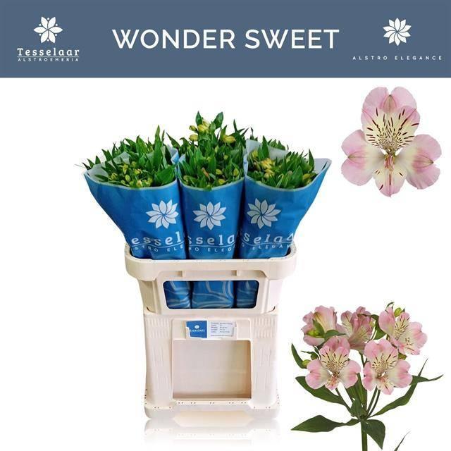Alstro wonder sweet pink