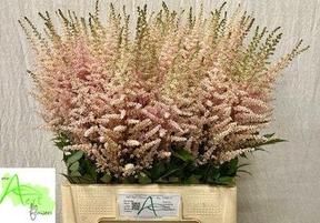 Astilbe avalanche