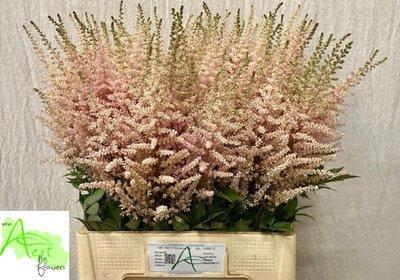 Astilbe avalanche