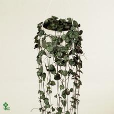 Ceropegia variegata