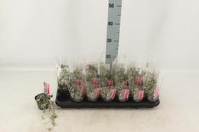 Ceropegia variegata