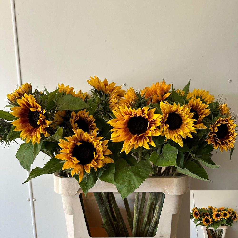 Helianthus annuus ziggy