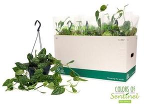 Scindapsus pictus Argyraeus