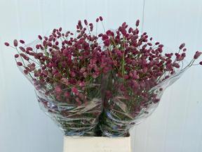 Siergras sanguisorba red arnhem