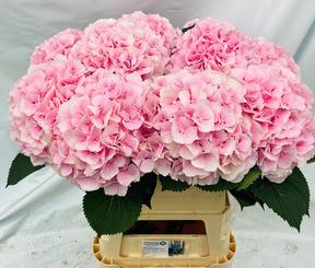 Hydrangea verena