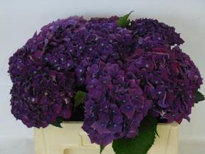 Hydrangea my mon amour paars