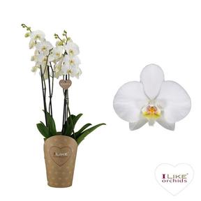 Phalaenopsis Duetto white 4tak