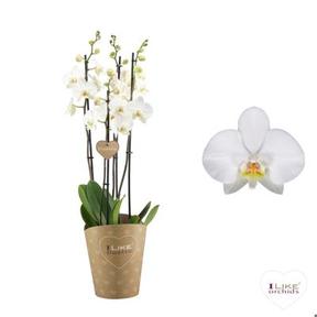 Phalaenopsis Duetto white 4tak