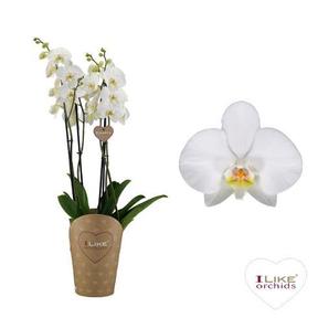 Phalaenopsis Duetto white 4tak