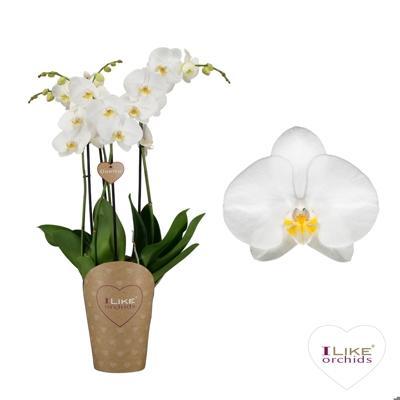 Phalaenopsis Duetto white 4tak