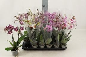 Phalaenopsis mix 2tak