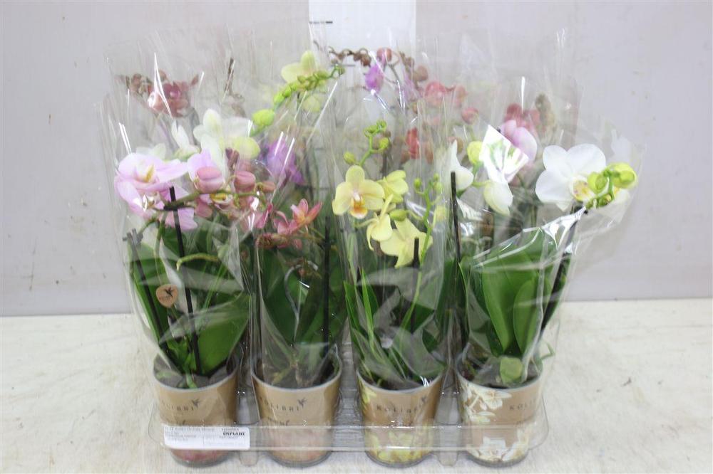 Phalaenopsis mix 2tak
